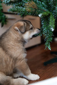 Close-up of a dog