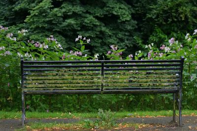 Flower plants growing on wood