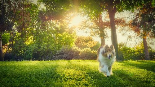 Dog on street amidst trees