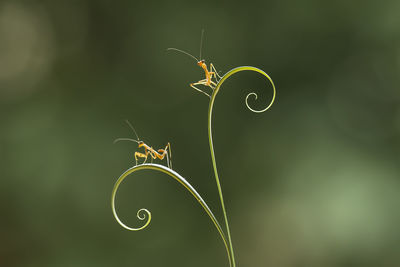 Baby mantis on leaf edge