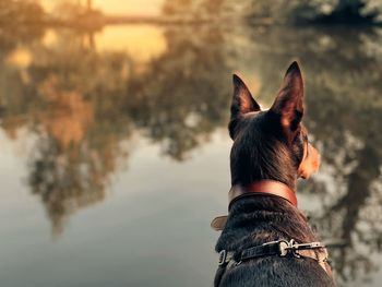 Rear view of a dog looking away