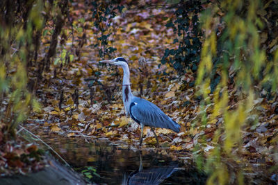 High angle view of gray heron perching on tree