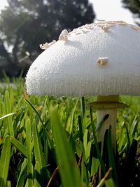 Close-up of frost on snow