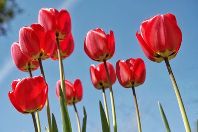 Close-up of red tulips against sky