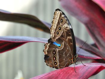 Close-up of butterfly on metal