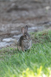 Marsh rabbit sylvilagus palustris with its short ears and large eyes 