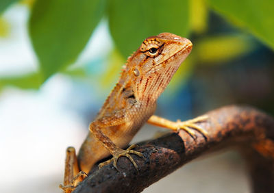 Close-up of a lizard on tree