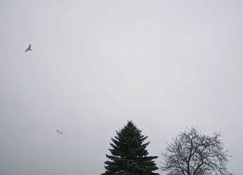 Low angle view of birds flying against clear sky