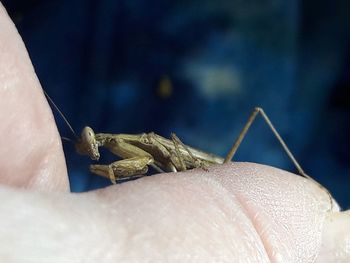 Close-up of insect on hand