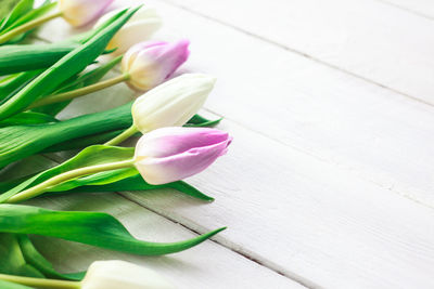Close-up of pink tulip on table