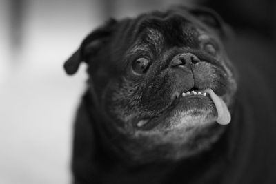 Close-up portrait of dog