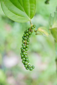 Close-up of berries growing on plant