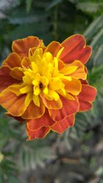 Close-up of flower blooming outdoors