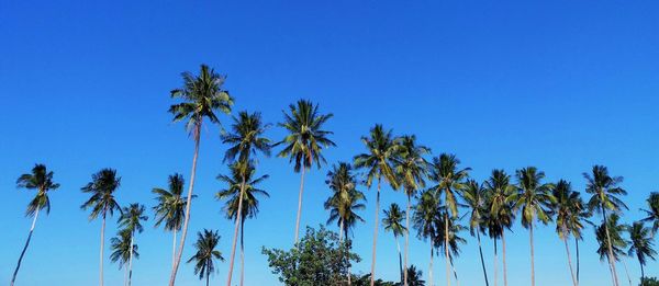 Low angle view of coconut palm trees against clear blue sky