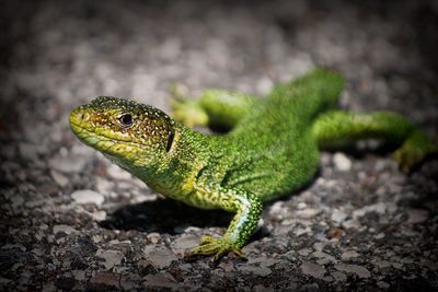 Close-up of green lizard on rock