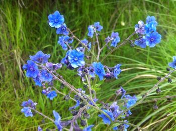 Close-up of purple flowers