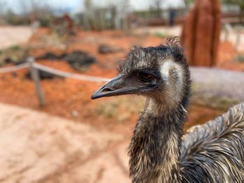 Close-up of a bird looking away