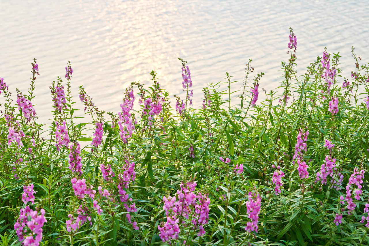 CLOSE-UP OF PINK FLOWERING PLANT IN FIELD