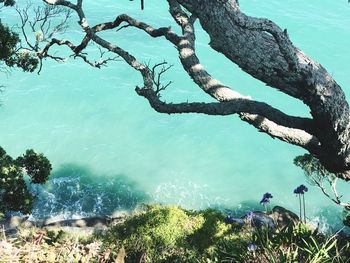 High angle view of tree by sea against sky