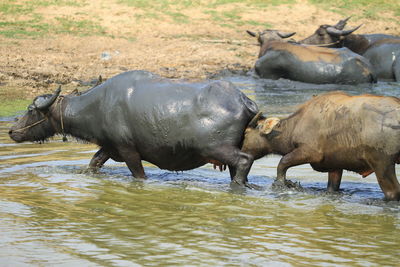 Side view of sheep in water