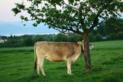 Cow grazing on field against sky