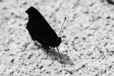 Close-up of butterfly