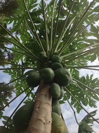 Low angle view of fruits on tree