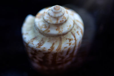 Close-up of shell over black background