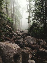 View of trees in forest