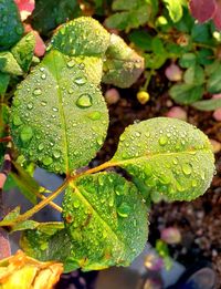 Close-up of raindrops on leaves