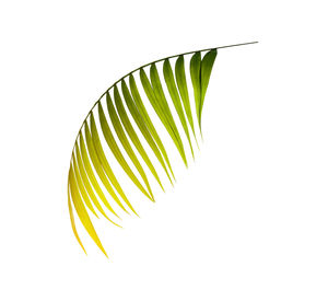 Close-up of leaf against white background