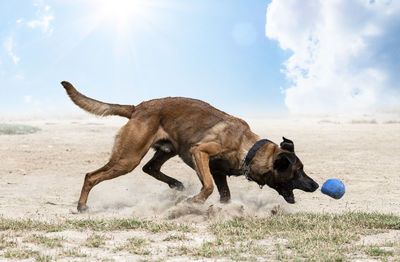 Dog running on field