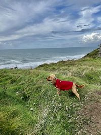 Scenic view of sea against sky with dog