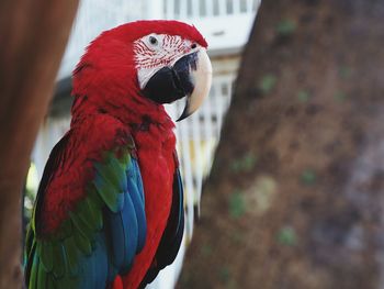 Close-up of scarlet macaw perching on tree