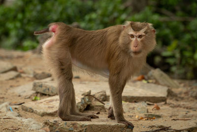 Northern pig-tailed macaque stands on rocky slab