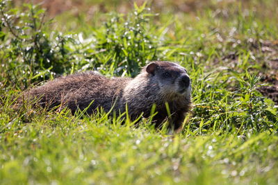 Portrait of an animal on grass