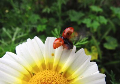 Close-up of ladybug on flower