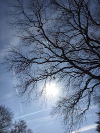 Low angle view of tree against sky