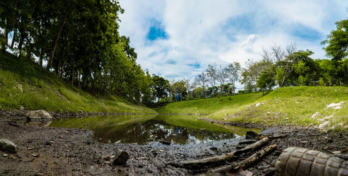 Panoramic shot of trees on landscape against sky