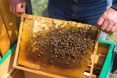 A farmer on a bee apiary holds frames with wax honeycombs.