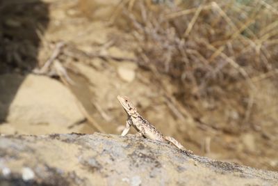 Close-up of lizard on rock