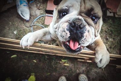 Dog looking at camera