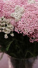 Close-up of pink cherry blossom