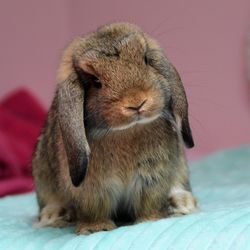 Close-up of a rabbit on bed