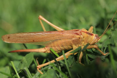 Close-up of insect on leaf