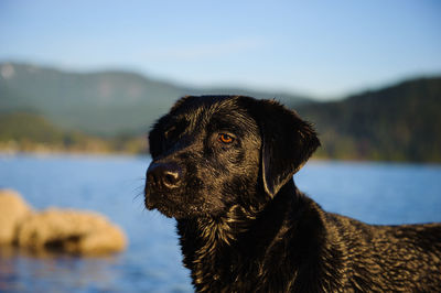 Black labrador by river against sky on sunny day