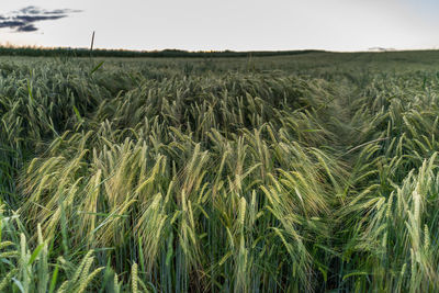 Close-up of wheat field against clear sky