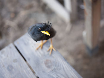 Close-up of bird perching on wood