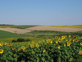 Scenic view of sunflower field against clear sky