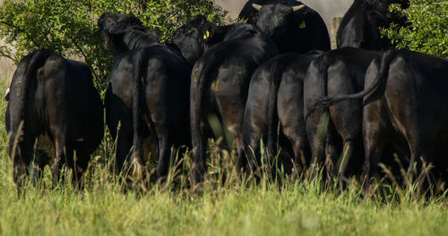 Cows in field